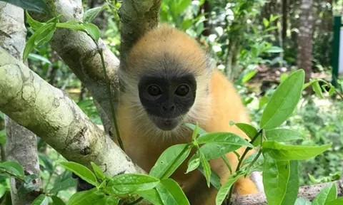 Loài linh trưởng quý hiếm có nguy cơ tuyệt chủng, chỉ có ở Việt Nam: Lọt top nguy cấp nhất thế giới, chung sức giải cứu
