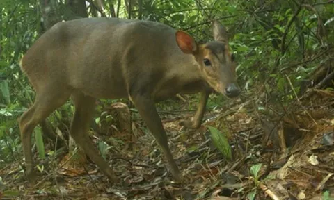 Loài thú quý hiếm từng suýt tuyệt chủng bỗng tái xuất ở Việt Nam, cả thế giới chạy đua thời gian để bảo vệ