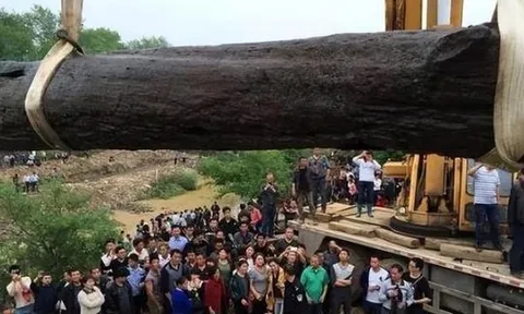 Người nông dân đi mò ốc nhặt được cây gỗ có mùi thơm lạ, hóa ra là 'thần mộc' trị giá 400 tỷ đồng