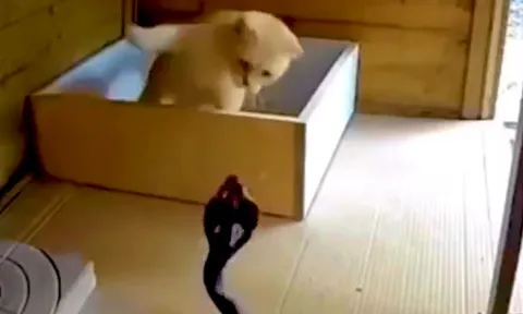 CLIP: Rắn hổ mang lao vào chuồng săn mèo rồi nhận cái kết 'muối mặt'