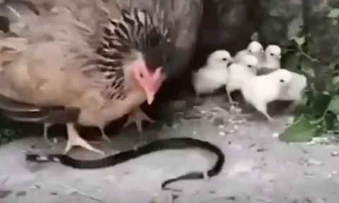 CLIP: Tấn công gà con, cặp rắn hổ mang bị gà mẹ mổ cho 'thừa sống thiếu chết'