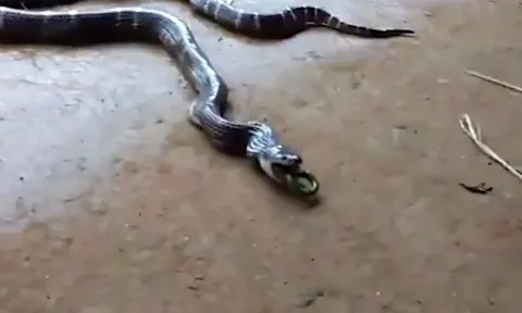 CLIP: Cảnh tượng hiếm thấy - rắn độc quằn quại nôn ra đồng loại tại Ấn Độ