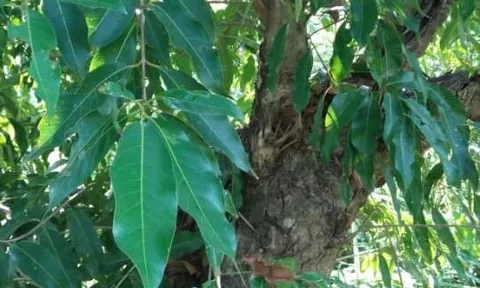 Một loại cây đặc biệt nên trồng trước nhà, vừa tốt phong thủy lại giúp kiếm tiền từ nụ hoa, giá trị cao 140 nghìn đồng/kg