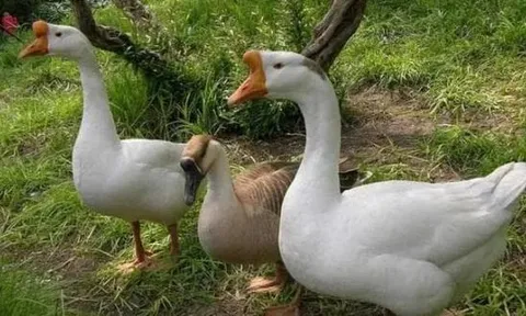 Là một loài chim, tại sao ngỗng có thể canh gác nhà cửa, sân vườn như chó?