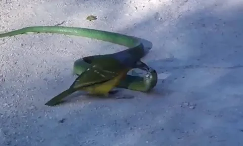 CLIP: Cuộc chiến khốc liệt, chim "sát thủ" xuất chiêu mổ mù mắt rắn độc