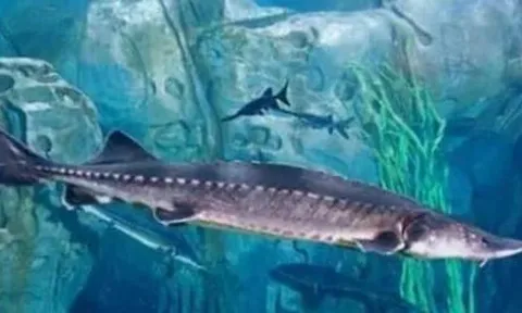 Đập thuỷ điện lớn nhất thế giới có loài cá nước ngọt lớn nhất thế giới: Nặng tới hơn 700 kg