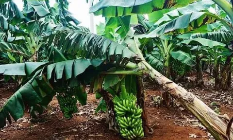 Tại sao phải chặt bỏ cây chuối sau khi thu hoạch quả?