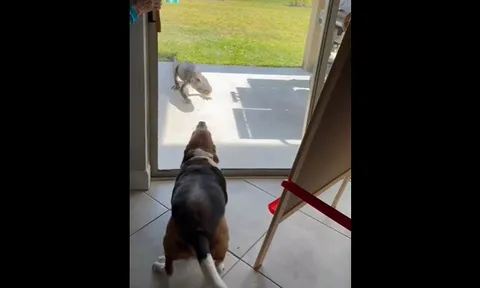 CLIP: Cá sấu "quay đầu" bỏ chạy nhanh như chớp khi đụng độ chó săn