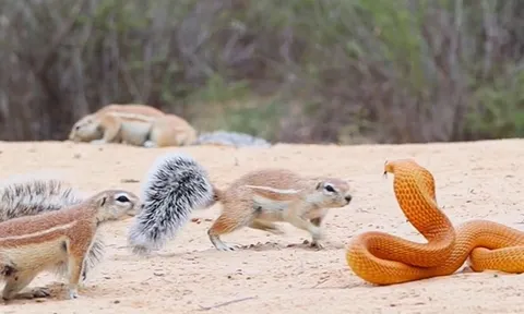 CLIP: Liên minh dũng cảm giữa sóc đất và cầy mangut, đập tan âm mưu xâm lược của rắn hổ mang hung dữ