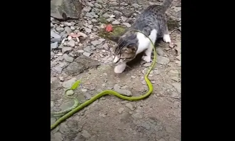 CLIP: Cuộc đối đầu căng thẳng giữa mèo con và rắn độc