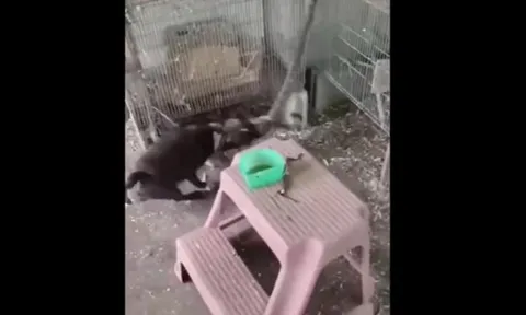 CLIP: Chú chó anh hùng, liều mình tấn công rắn độc để cứu chim non