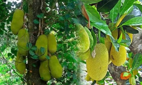 Tác dụng của lá mít, nhiều người không biết tận dụng thật tiếc