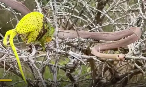 CLIP: Cuộc chiến sinh tử giữa tắc kè hoa và rắn boomslang, cái kết đầy bi kịch