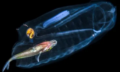 Loài động vật lớn nhanh nhất thế giới: Trong suốt như sứa, trưởng thành chỉ sau 48 giờ