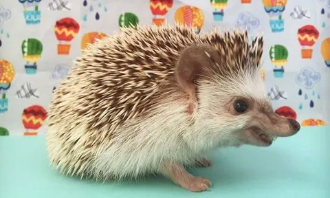 Việt Nam sở hữu loài động vật cực kỳ quý hiếm có ngoại hình độc nhất vô nhị, là ‘hậu duệ’ của ma cà rồng