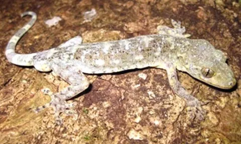 Loài động vật quý hiếm cả thế giới chỉ Việt Nam có, giới khoa học nỗ lực tìm mọi cách để bảo tồn