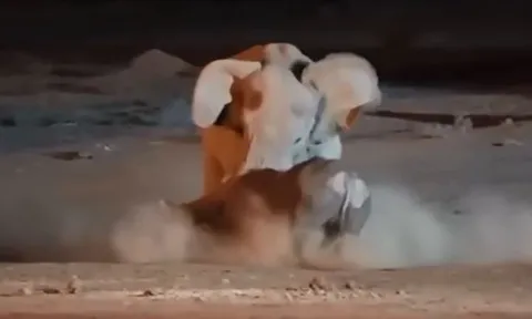 CLIP: Cả gan đối đầu với voi châu Phi trưởng thành, tê giác bị đối thủ húc lật ngửa bụng