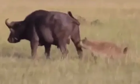 CLIP: Bị linh cẩu cắn vào chỗ hiểm, trâu rừng đực nhận cái kết khó tin