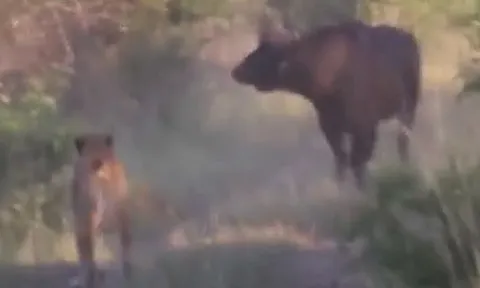 CLIP: Bị 7 con sư tử bao vây, trâu rừng nhận cái kết không ai dám tin