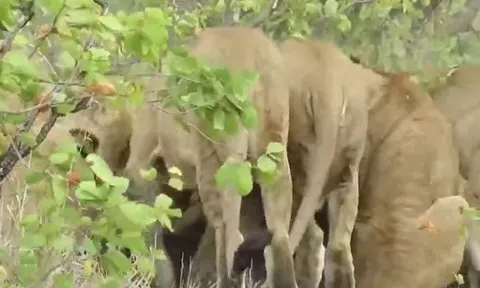 CLIP: Trâu rừng mẹ liều mình tấn công 14 con sư tử và cái kết không ai đoán được