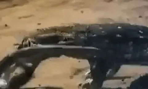 CLIP: Đối đầu với rồng Komodo, rắn hổ mang chúa nhận cái kết tan xương nát thịt