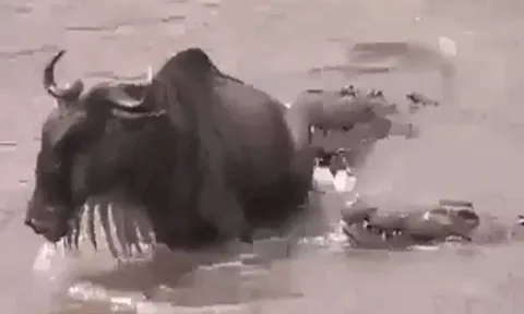 CLIP: Bị cá sấu cắn trúng đuôi, linh dương đầu bò vẫn có màn thoát chết ngoạn mục