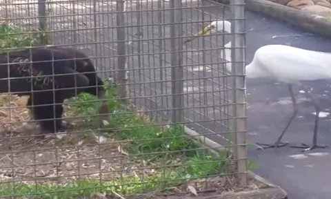 CLIP: Cò trắng ham ăn, rơi vào bẫy của đại bàng xảo quyệt