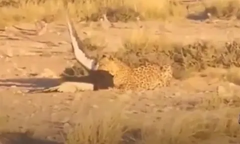 CLIP: Màn săn mồi đầy ngoạn mục, báo hoa mai tóm gọn đại bàng trong nháy mắt