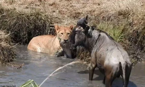 CLIP: Linh dương đầu bò ác chiến giành sự sống trước sư tử và cái kết đầy bất ngờ từ hồ nước nhỏ