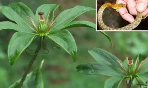 Trồng loại cây gì để đuổi rắn?