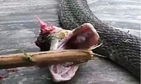 Netizen sốc khi biết lý do rắn độc bị đứt đầu vẫn cắn được chết người, điều mà không phải ai cũng nắm rõ