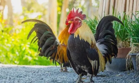 Tại sao gà mái không cần gà trống vẫn đẻ được trứng? Ý nghĩa của sự tồn tại của con gà trống là gì?