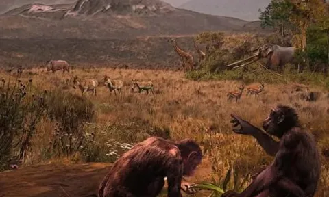 Vì sao chúng ta chỉ thích ăn thịt động vật ăn cỏ mà ít khi chọn thịt động vật ăn thịt? Phải chăng do hương vị không hấp dẫn?