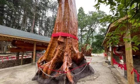 Nó có giá không thua kém lan đột biến ở thời điểm sốt nhất, lên đến 9.000 tỷ, thân gỗ tỏa sáng như vàng ròng nhưng không ai dám trồng