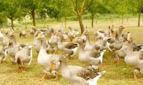 Thịt ngỗng là kho báu dinh dưỡng ít người biết, vậy tại sao nông thôn lại chuộng nuôi gà, vịt hơn? Lý do đằng sau là gì?