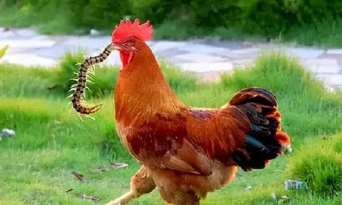 Tại sao con rết - 'một trong năm kịch độc' lại sợ một con gà trống? Vì sao gà miễn nhiễm với mọi chất độc?