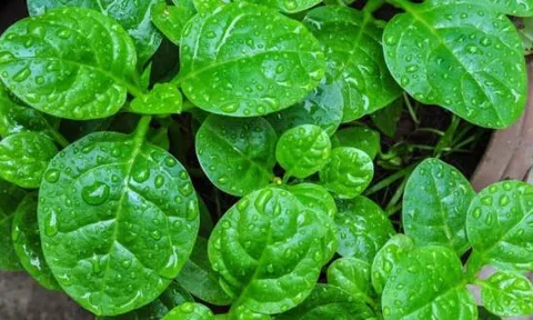 Có đất mà không trồng loại rau này thì thật phí! Vừa dễ chăm, vừa cho thu hoạch chỉ sau 1 tháng, lại còn ăn được từ lá đến quả