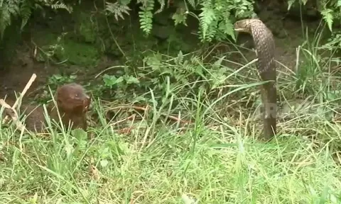 CLIP: Cuộc đụng độ kinh hoàng, cầy mangut khiến hổ mang chúa lệch hàm