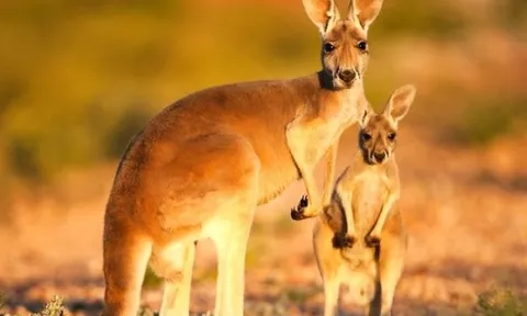 Khám phá loài động vật nào có IQ đỉnh cao, tự đào giếng để lấy nước