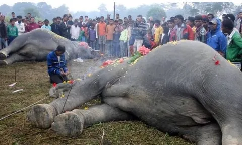 Bí mật đáng sợ sau khi voi già chết: Nếu con người chạm vào sẽ gây ra cảnh tượng kinh hoàng?