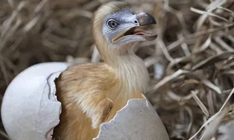 Chuyện sốc giới khoa học: Hồi sinh loài chim đã tuyệt chủng từ 3 thế kỷ trước! Giải mã phương pháp bí ẩn đằng sau!