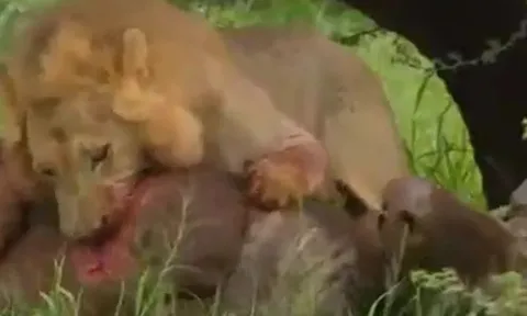 CLIP: Bị sư tử ghì chặt, trâu rừng vẫn có màn 'lật kèo' ngoạn mục khiến kẻ đi săn sợ hãi bỏ chạy