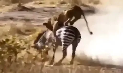 CLIP: Đi săn ngựa vằn, sư tử bị con mồi hành cho 'ra bã' nhưng cái kết mới gây chú ý