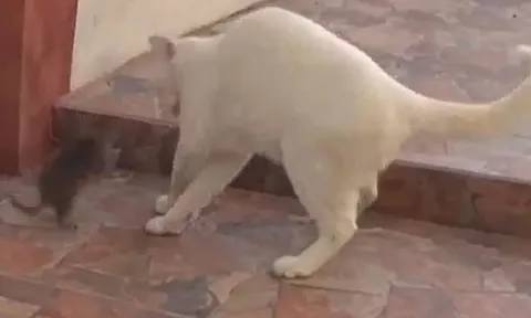 CLIP: Đối đầu với chuột, mèo nhà có hành động vừa hài lại hèn