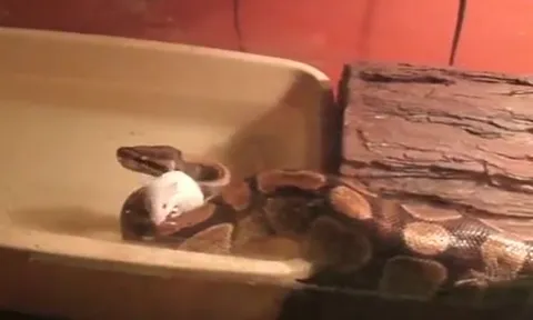 CLIP: Thấy chuột bạch sắp chết đuối, trăn hoàng gia làm ra hành động khiến không ít người 'sốc' nặng