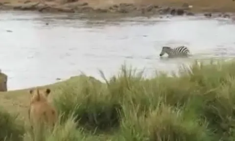 CLIP: Thấy đàn sư tử phục kích trên bờ, ngựa vằn có màn 'bẻ lái'  cực kỳ ngoạn mục