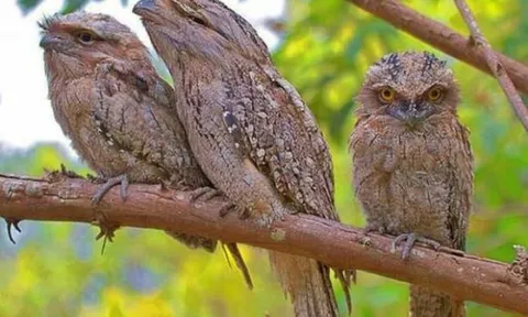 Top 10 loài chim quý hiếm với tên gọi và tiếng kêu độc lạ nhất Việt Nam: 'Bắt cô trói cột', 'khát nước'…