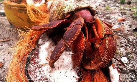 Loài cua là động vật chân đốt sống trên cạn lớn nhất thế giới : Có thể dài tới 1m, giá 6-7 triệu /kg