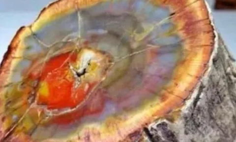 Việt Nam phát hiện loại gỗ quý hiếm bậc nhất thế giới, trị giá hơn 600 tỷ đồng, là gỗ gì?