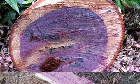 Loại gỗ quý hiếm với vẻ đẹp mê hoặc, có thể đổi màu và độ bền bậc nhất thế giới